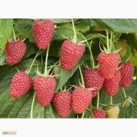 Саженцы малины Туламин (Tulameen Raspberry)