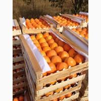Продам хурму шишбурун и каролёк
