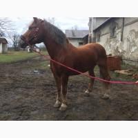 Продаю кобилу