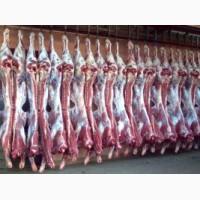 Продам говядину в полутушах