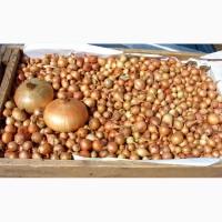 Лук, Арпажик, арбажик, цибуля, лук севок, тыканка