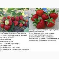 Саженцы клубника полуниця розсада