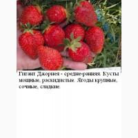 Саженцы клубника полуниця розсада