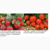 Саженцы клубника полуниця розсада