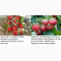 Саженцы клубника полуниця розсада