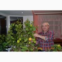 Продам садженці мандаринового дерева