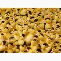 Продам качку Мулард