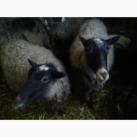 Продам ягнят романовской породы