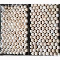 Продам инкубационное яйцо Доминант, Адлер серебристый, Гриз Бар, Ломан Браун, Легорн