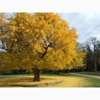 Семена Гинкго двулопастный (Ginkgo biloba) 10шт. - 25грн