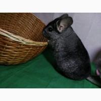 Продам хутрових шиншил з племінними картами