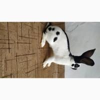Німецький строкач.Велікан.Продам