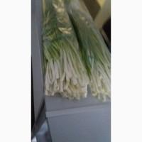 Лук перо. Зелёный лук штутгартен ризен