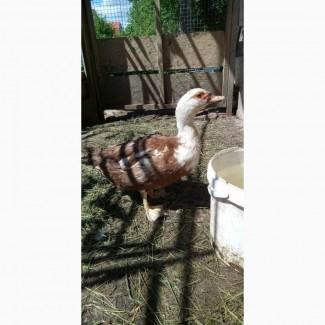 Утка мускусная (шипуны, индоутка) есть в наличии