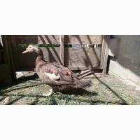 Утка мускусная (шипуны, индоутка) есть в наличии