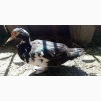 Утка мускусная (шипуны, индоутка) есть в наличии