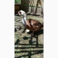 Утка мускусная (шипуны, индоутка) есть в наличии