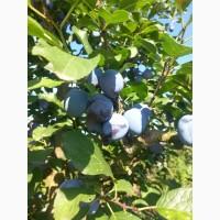 Продам сливу Чачакская лепотика богатыр богатир