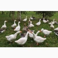 Продам гусей