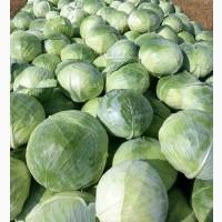 Продам капусту сорт Агресор