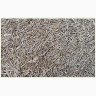 Насіння Райграс БАГАТОРІЧНИЙ