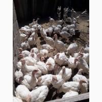 Продам добових індичат