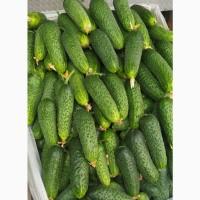 Продам Огурцы