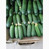 Продам Огурцы