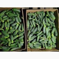 Продам Огірки (грунтові)