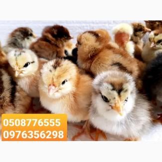 ОПТ курчата добові домашні красі кольорові