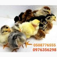 ОПТ курчата добові домашні красі кольорові