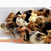 ОПТ курчата добові домашні красі кольорові