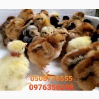 ОПТ курчата добові домашні красі кольорові