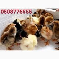 ОПТ курчата добові домашні красі кольорові