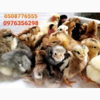 ОПТ курчата добові домашні красі кольорові