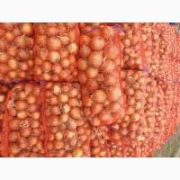 Продам цибулю