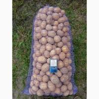 Продам картоплю
