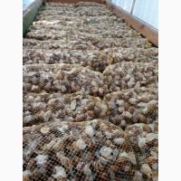 Продам равликів Helix Aspersa Muller