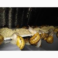 Продам равликів Helix Aspersa Muller
