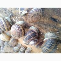 Продам равликів Helix Aspersa Muller