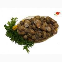 Продам равликів Helix Aspersa Muller