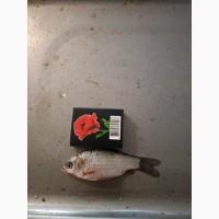 Живець Карася