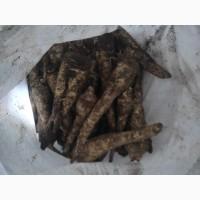 Продам корінь петрушки
