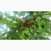 Вишня садова Полтавщина | Якісна ягода без хвостика | Замовлення від 10 тонн