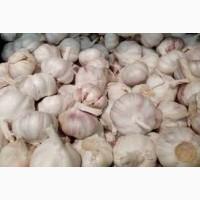 Часник Іран гурт - продаж великим обсягом від 10 т