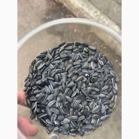 Закуповуємо на постійній основі смугастий соняшник