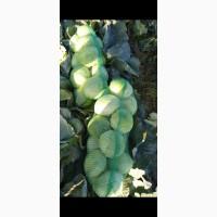 Продам капусту агрессор