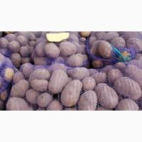 Продам картофель опт