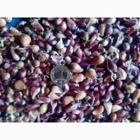 Насіння чоснику воздушка Любаша