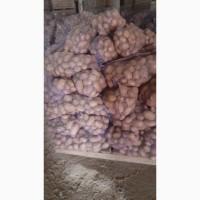 Продам товарну картоплю білих сортів крупним оптом від 10 тонн